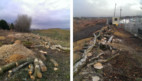 Tree felling